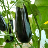 Hectarul - Seminte Vinete Minerva Agrosel - 25 SEM